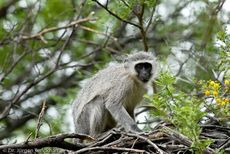 Grüne Meerkatzen (22 von 67).jpg